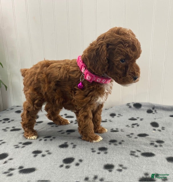 Miniature Poodle dogs Opal - Ad 2