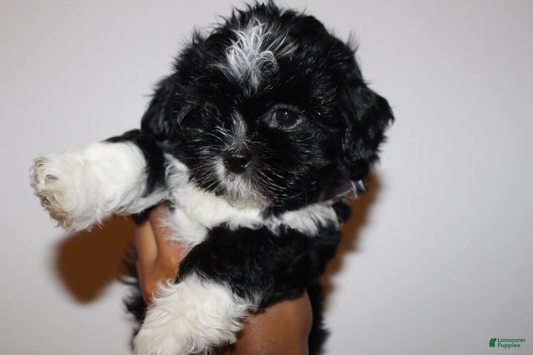 Shihpoo dogs for sale: Shihpoo 2 - Ad 2