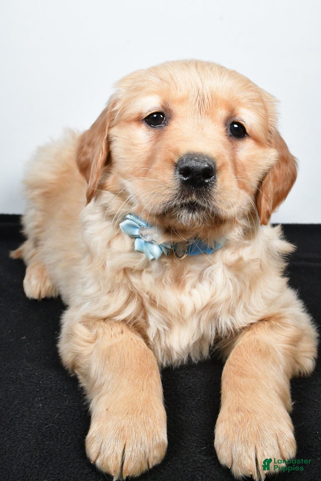Golden Retriever dogs for sale: Jolene - Ad 4