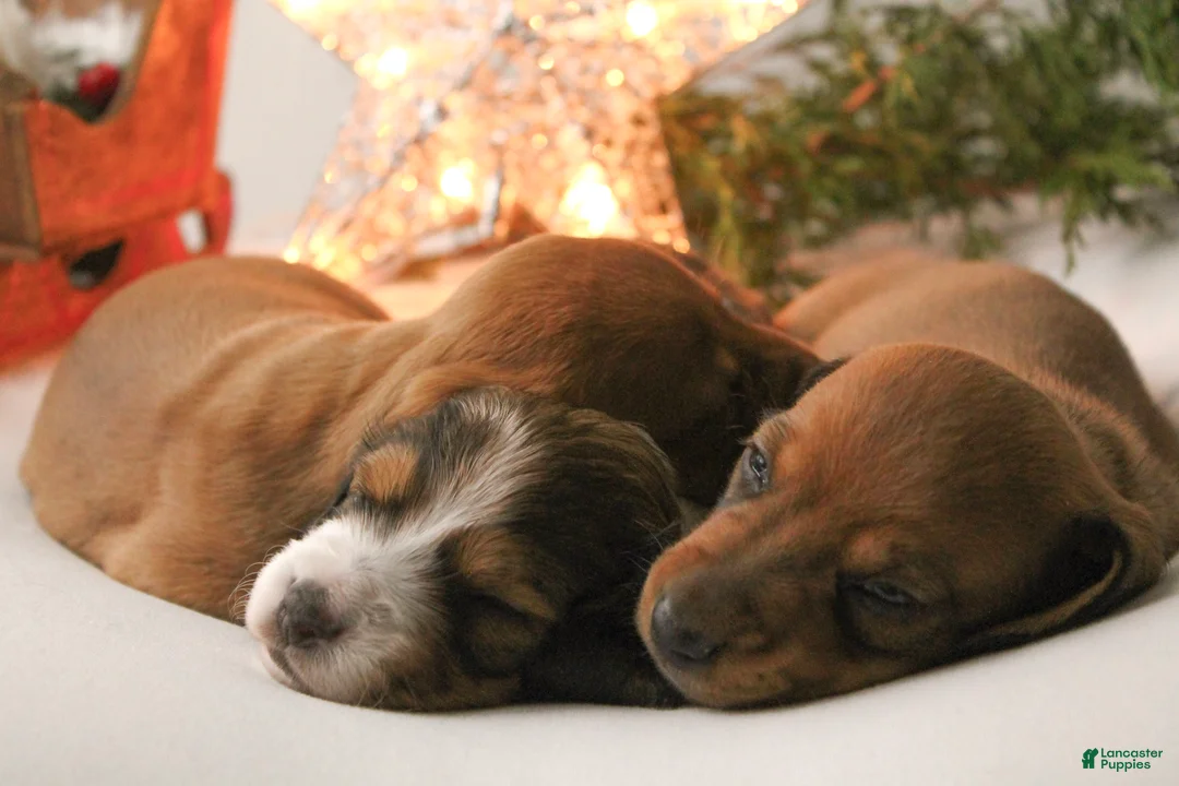 Dachshund dogs for sale: Sugar - Ad 17