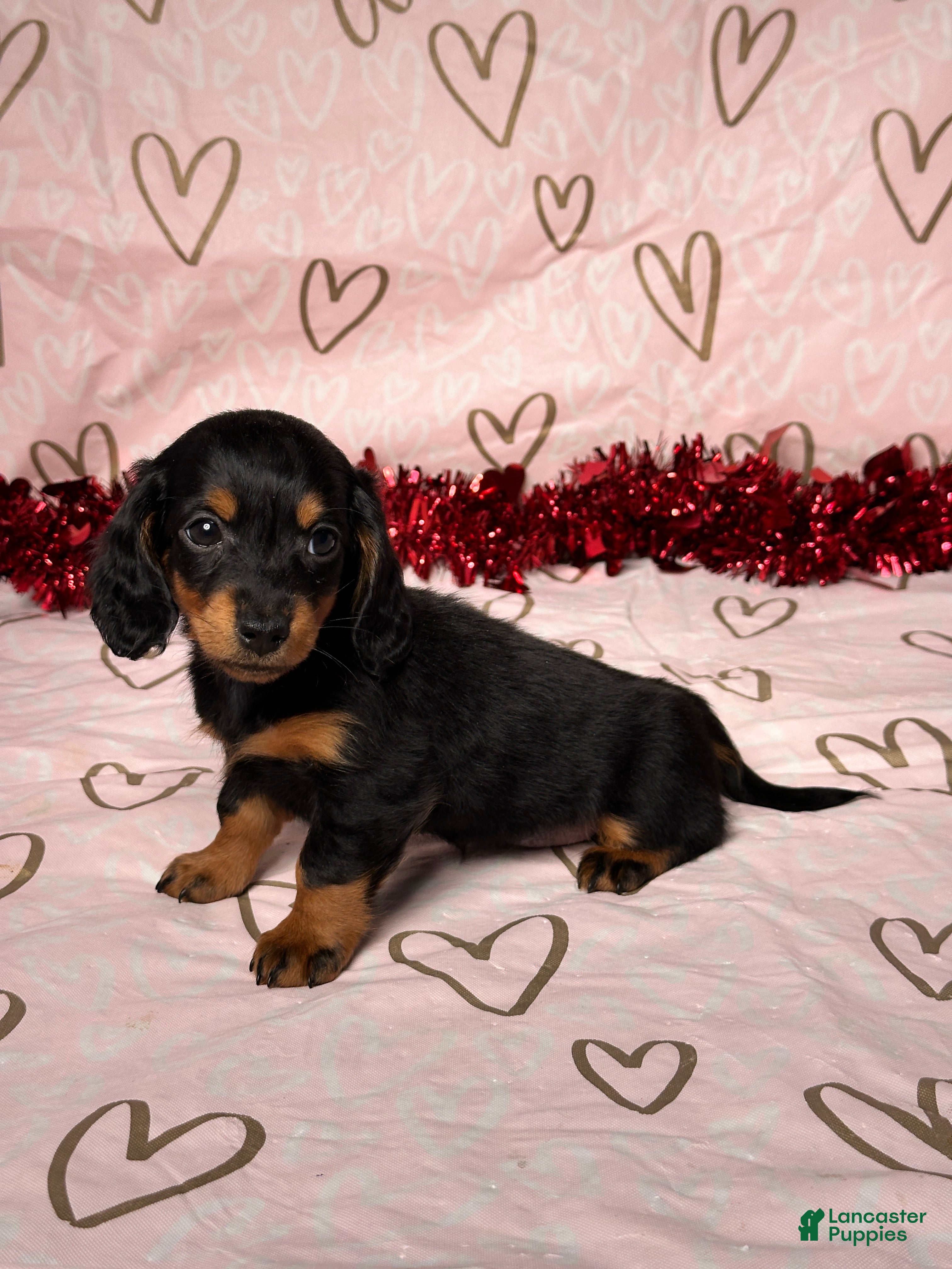 Miniature Dachshund dogs Emily - Ad 2