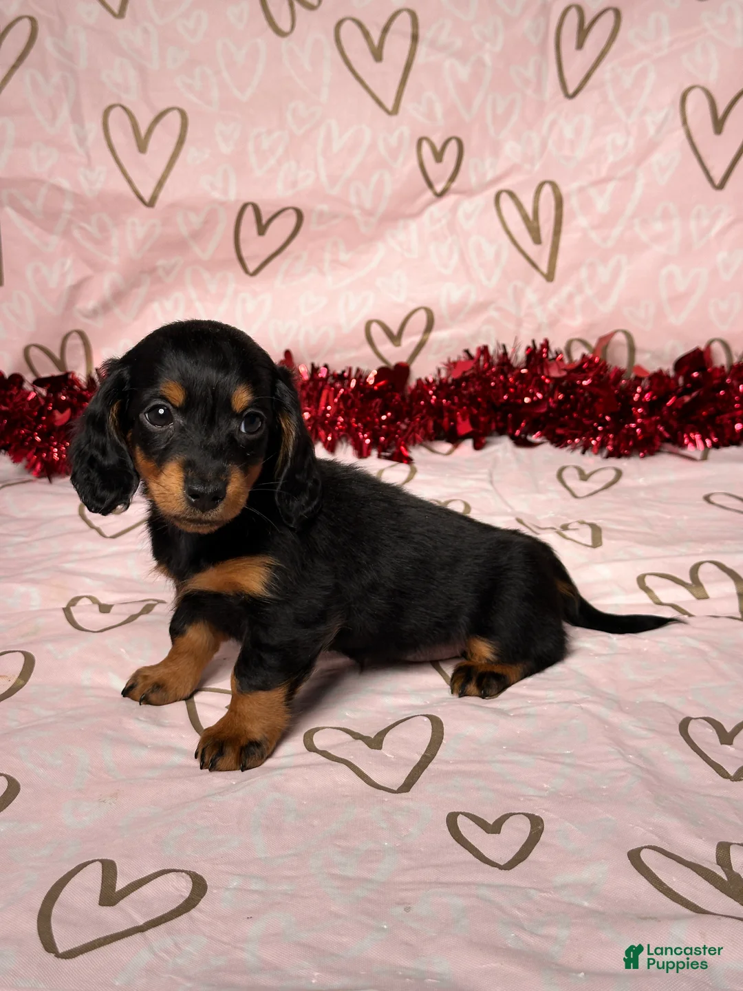 Miniature Dachshund dogs for sale: Emily - Ad 2