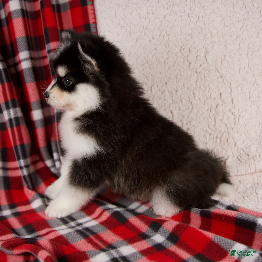Pomsky dogs for sale: Jewels - Ad 5
