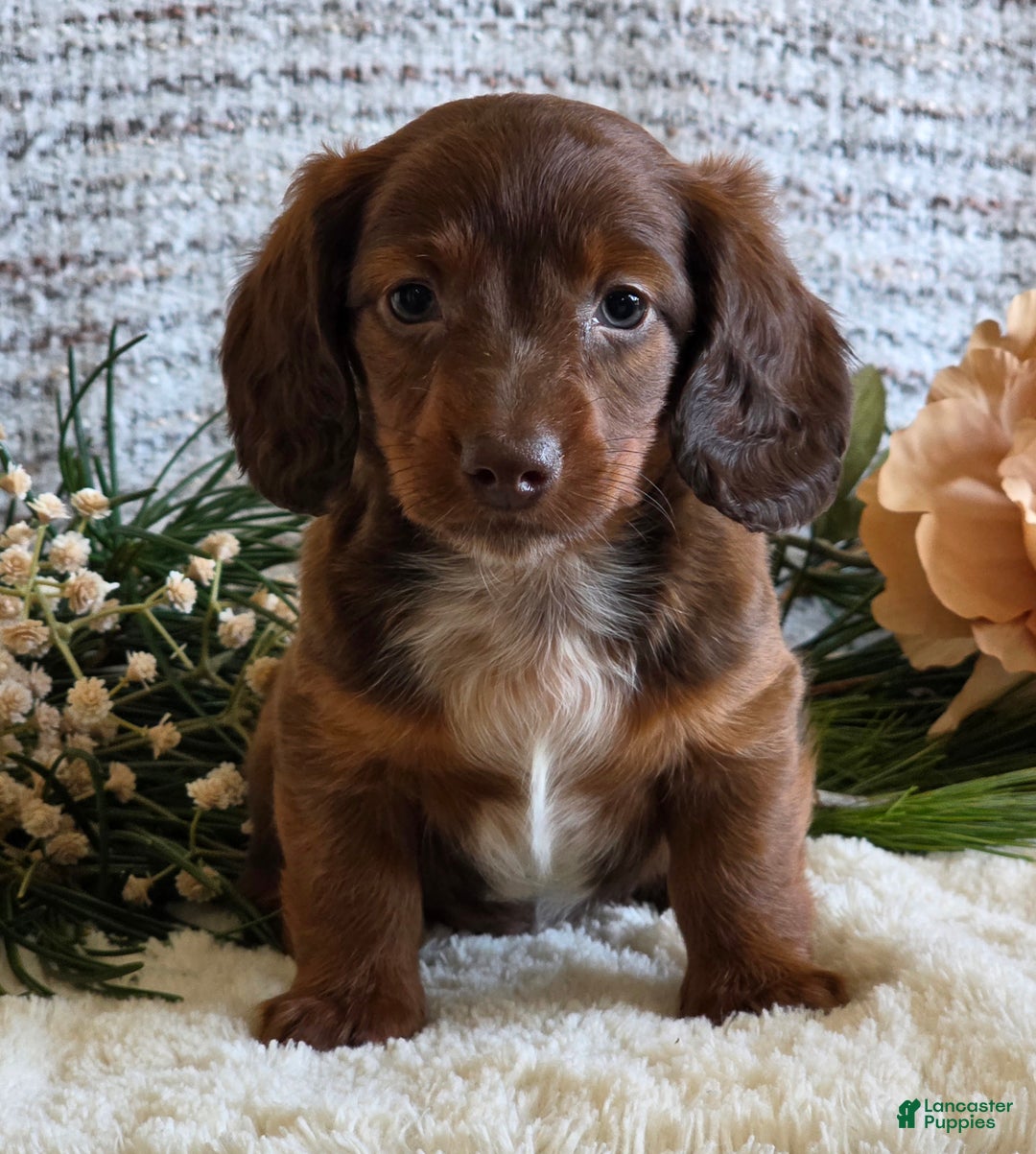 Miniature Dachshund dogs for sale: Sparky - Ad 7