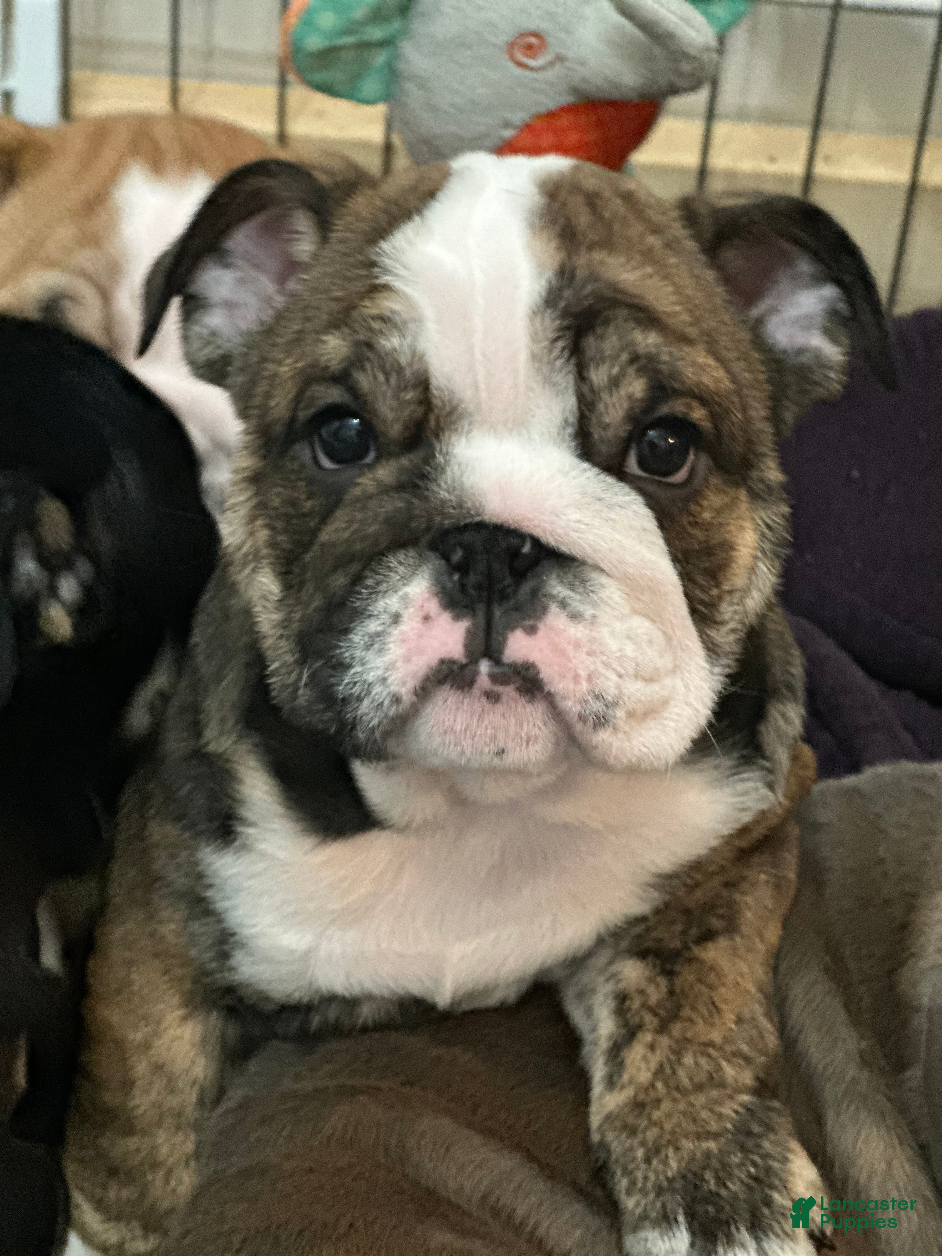 English Bulldog dogs Jim - Ad 41