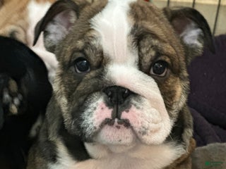English Bulldog dogs Jim - Ad 9