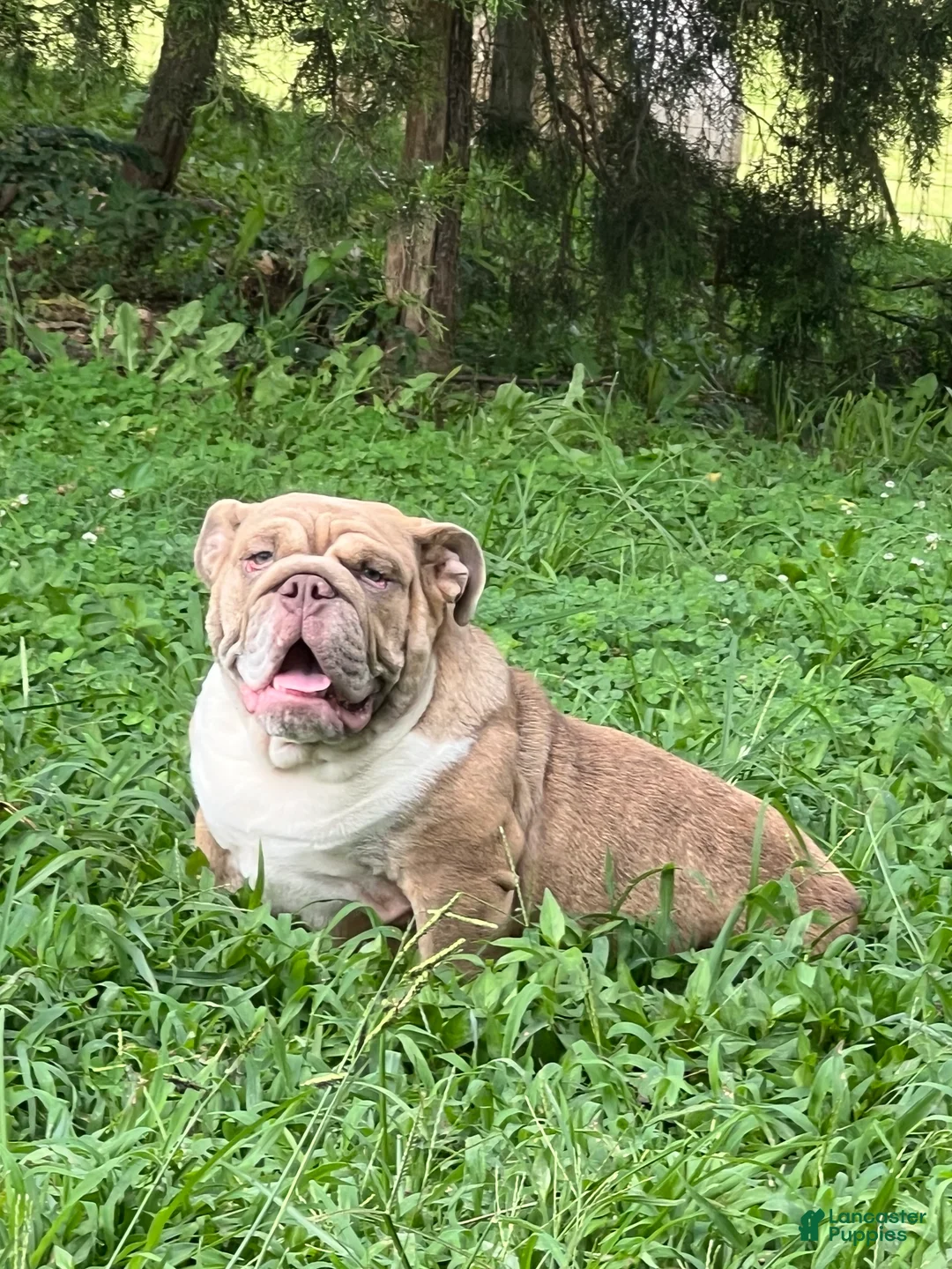 English Bulldog dogs for sale: Big girl  - Ad 2