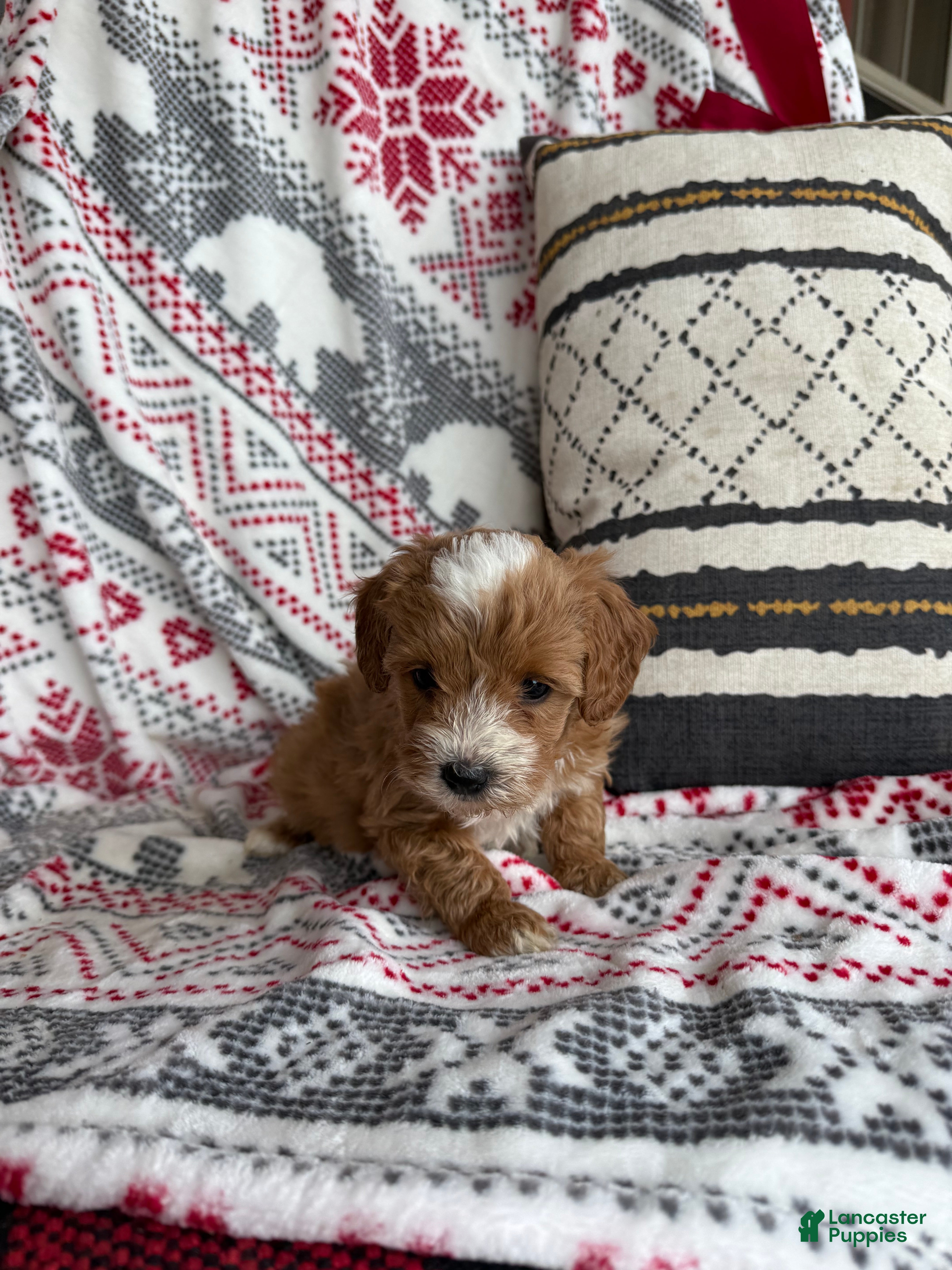 Mini Bernedoodle dogs Charlie - Ad 3