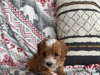 Mini Bernedoodle dogs Charlie - Ad 36