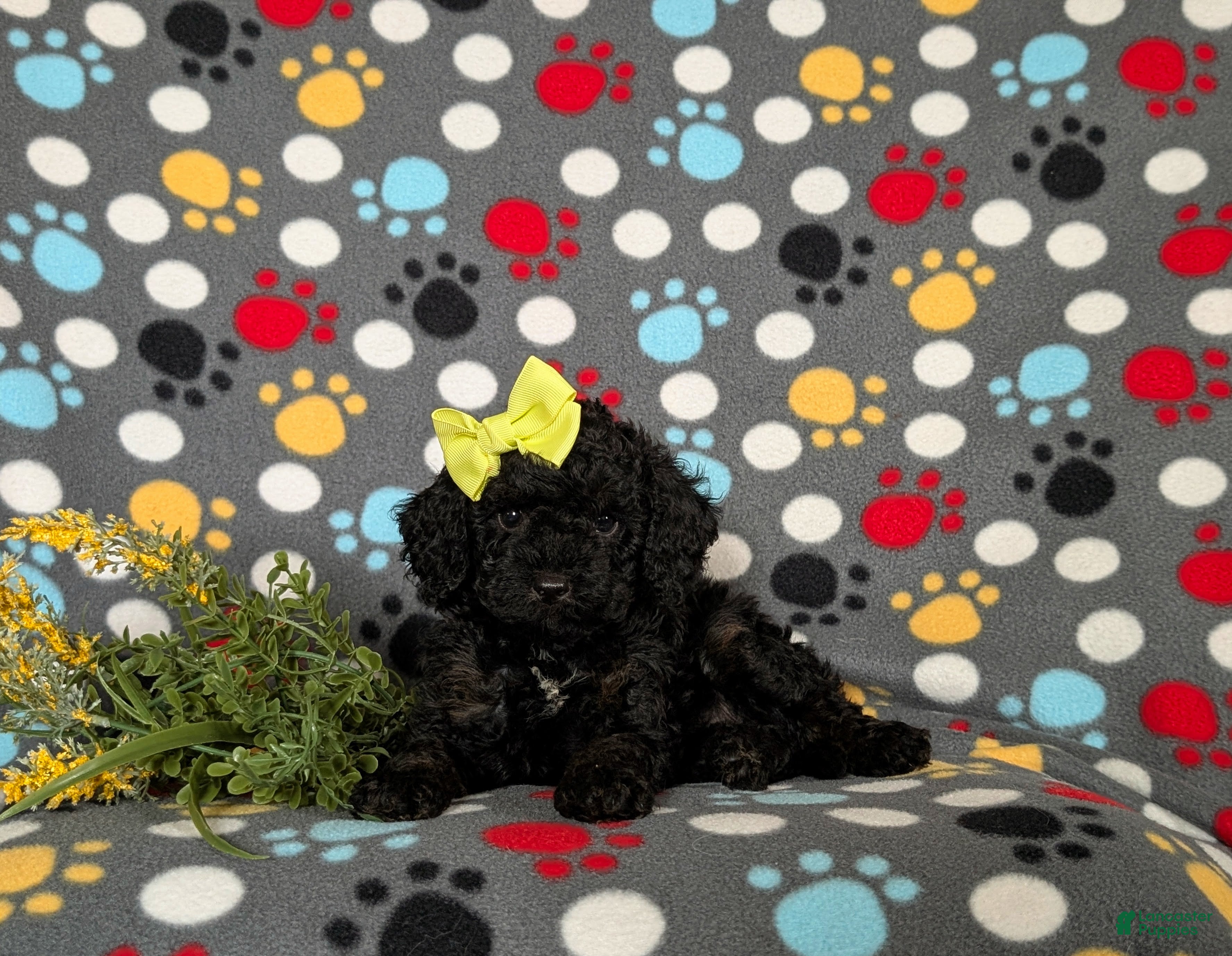 Miniature Poodle dogs Onya - Ad 2
