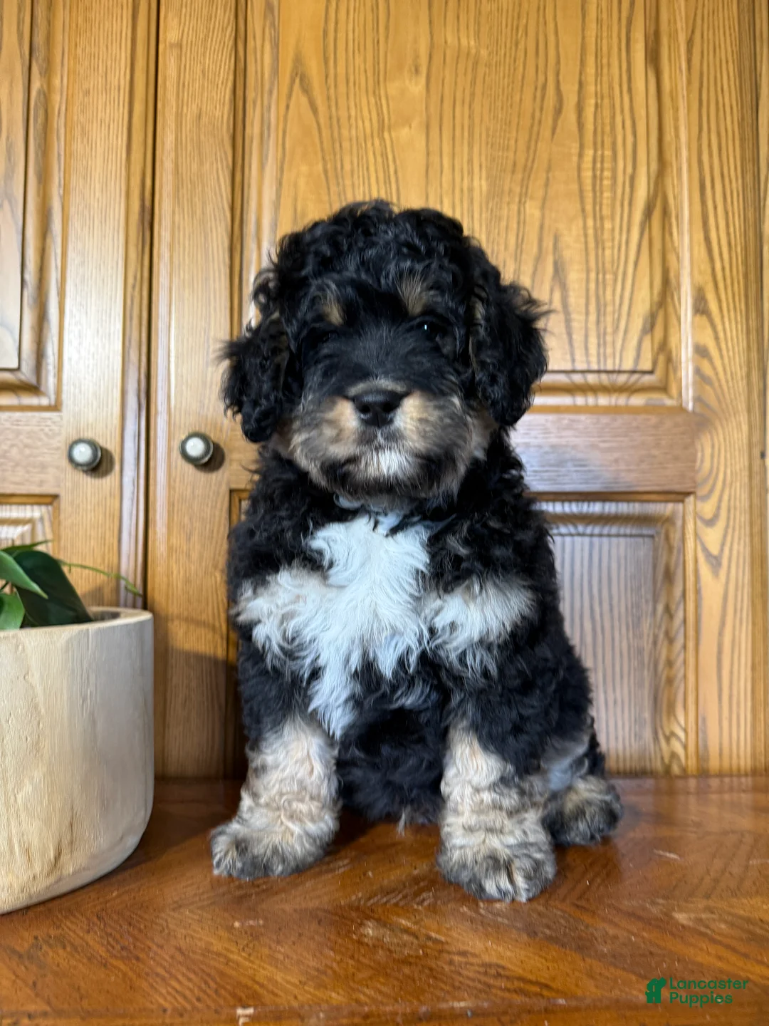 Mini Bernedoodle dogs for sale: Teddy - Ad 2