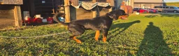 Rottweiler dogs for stud: Rolo  - Ad 1