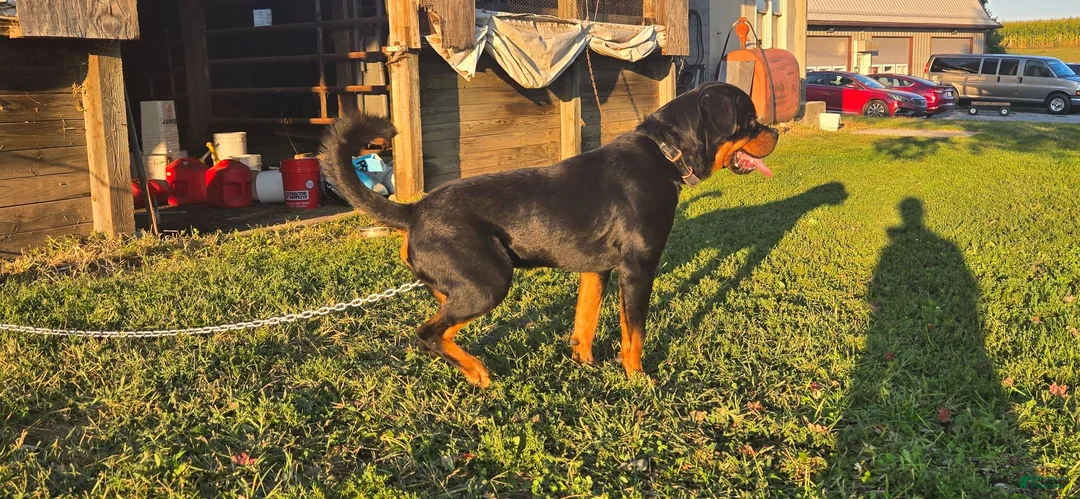 Rottweiler dogs for stud: Rolo  - Ad 1