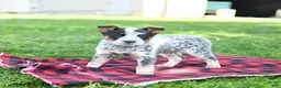 Australian Cattle Dog dogs for sale: Rodeo - Ad 3