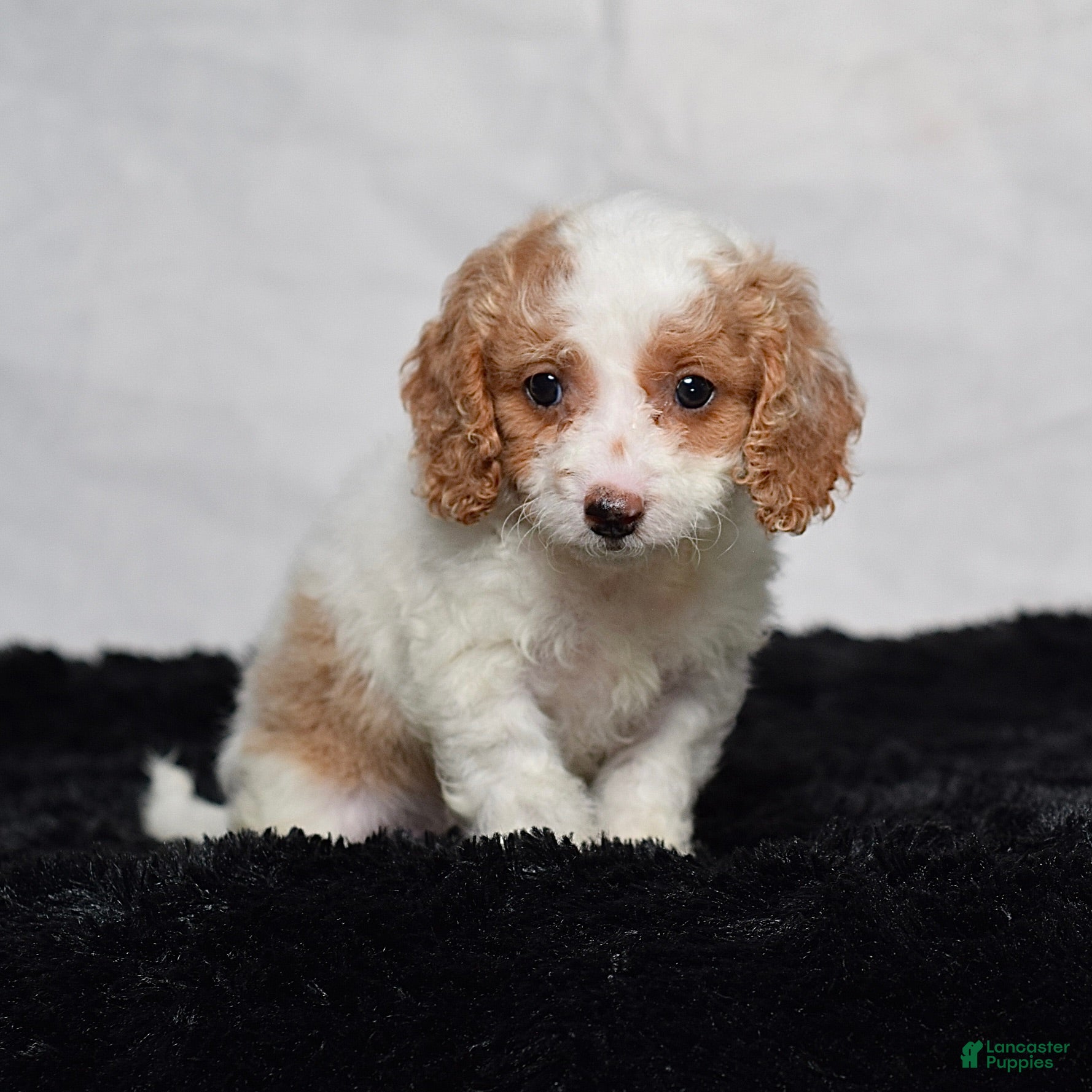 Cavapoo dogs Willow - Ad 1