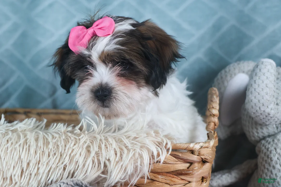 Teddy Bear dogs for sale: GABBY - Ad 12