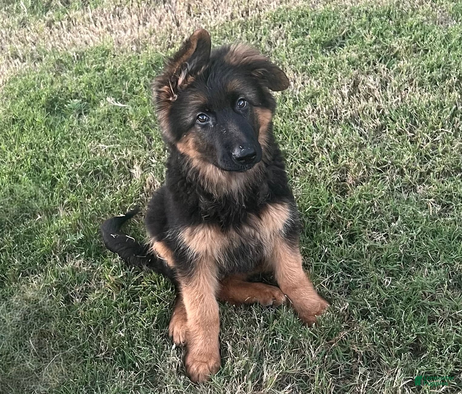 German Shepherd dogs  Huggie  - Ad 37