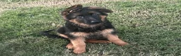 German Shepherd dogs for sale:  Huggie  - Ad 1