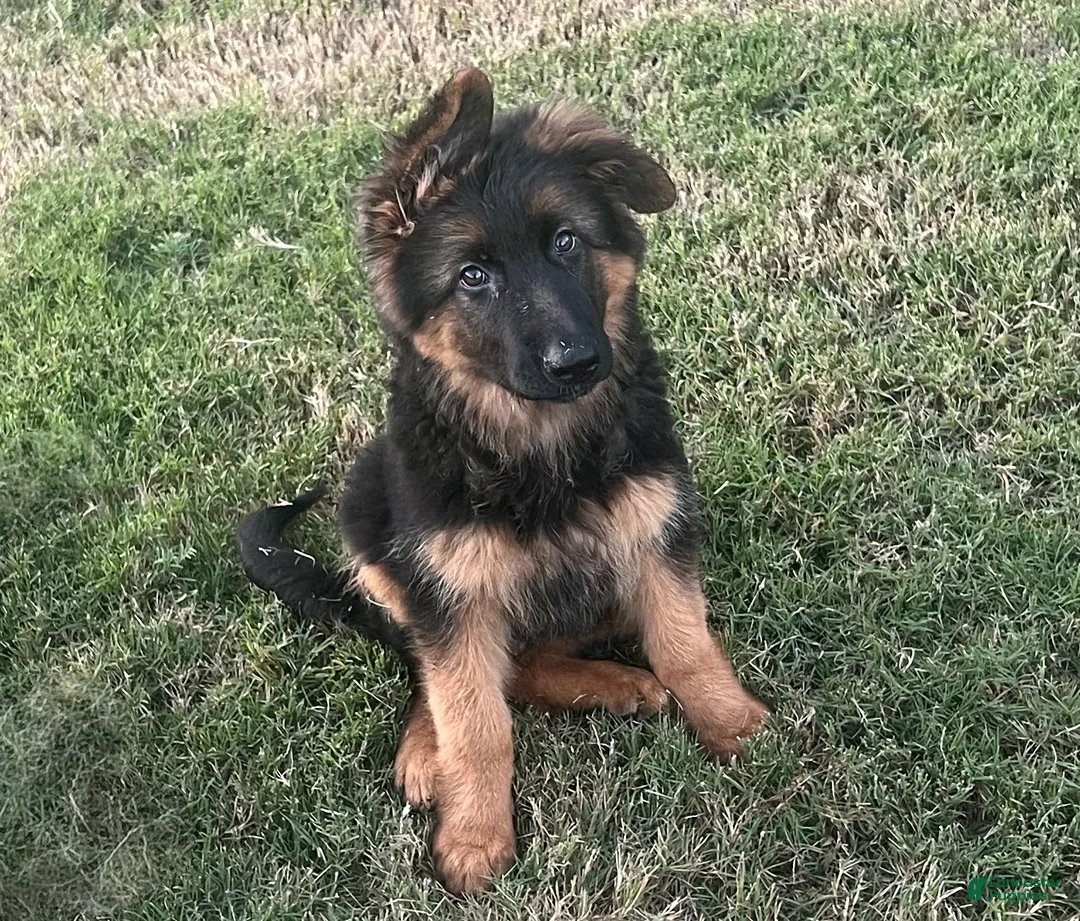 German Shepherd dogs for sale:  Huggie  - Ad 1