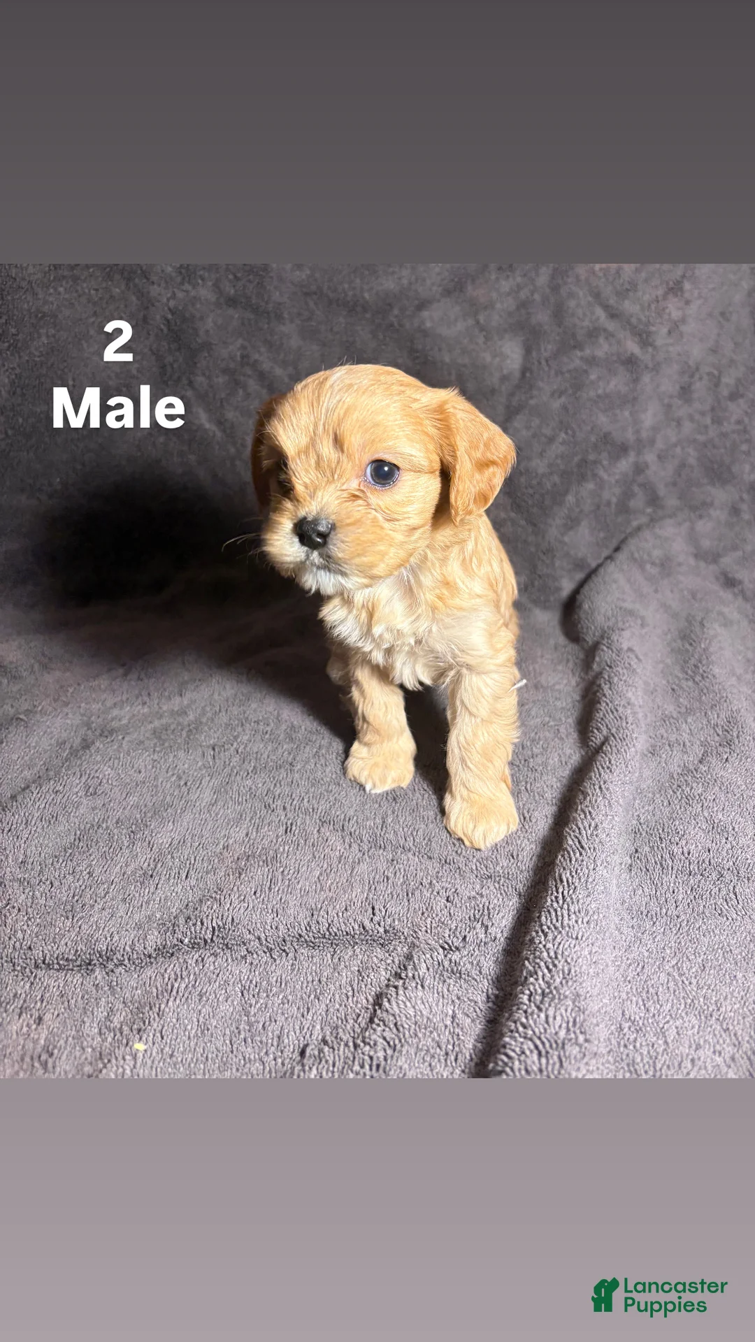 Mixed Breed dogs for sale: Mixed Breed Puppy 2 - Ad 1