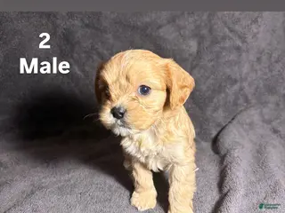 Mixed Breed dogs Mixed Breed Puppy 2 - Ad 25