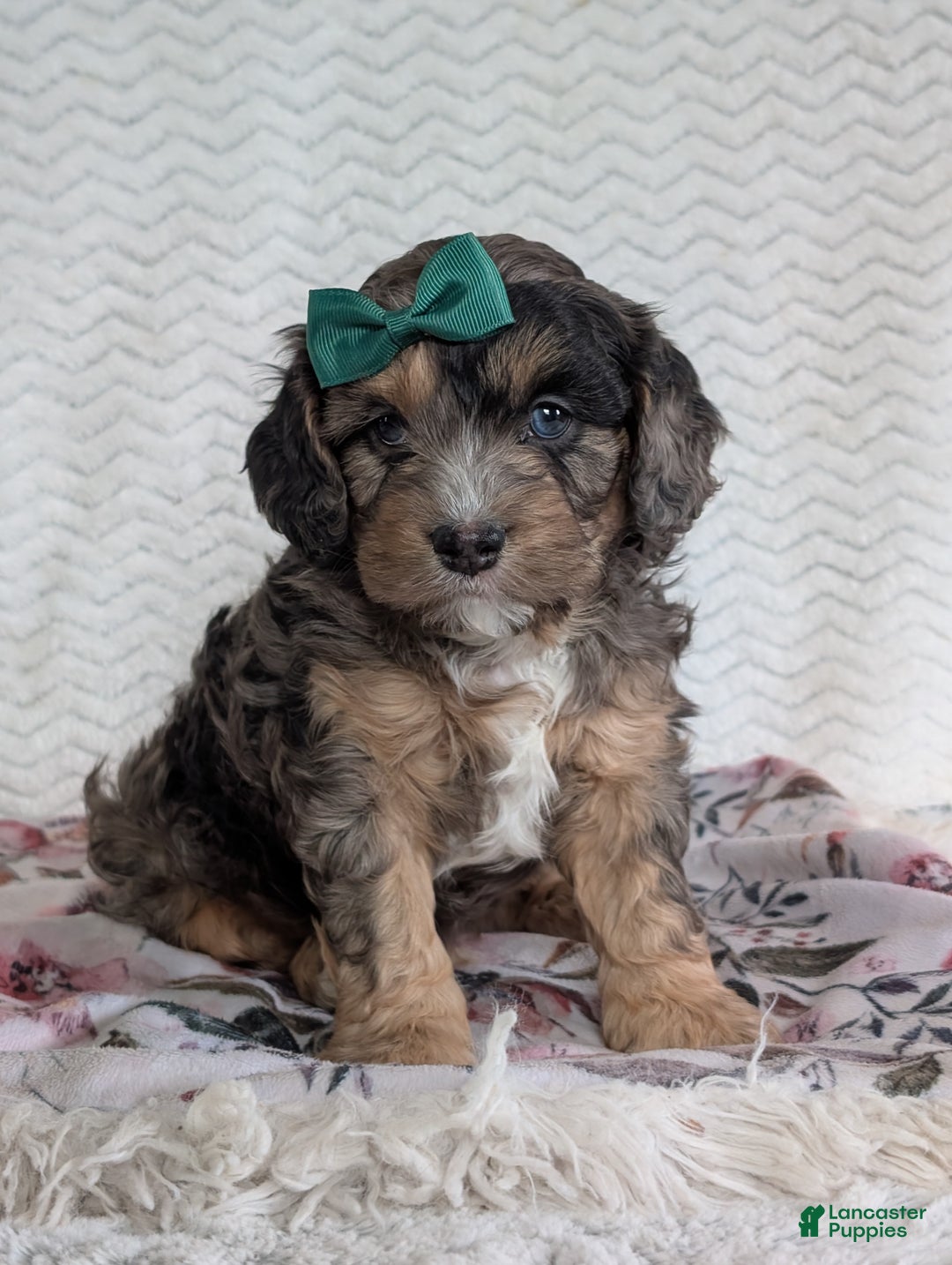 Cavapoo dogs for sale: Charlie  - Ad 10