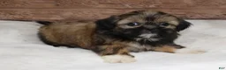 Shih Tzu dogs for sale: Bailey - Ad 4