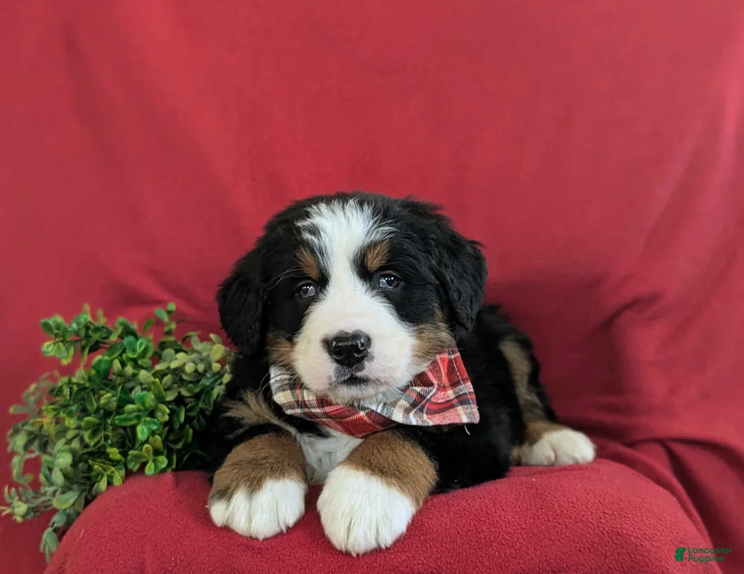 Bernese Mountain Dog dogs for sale: Dominic - Ad 6