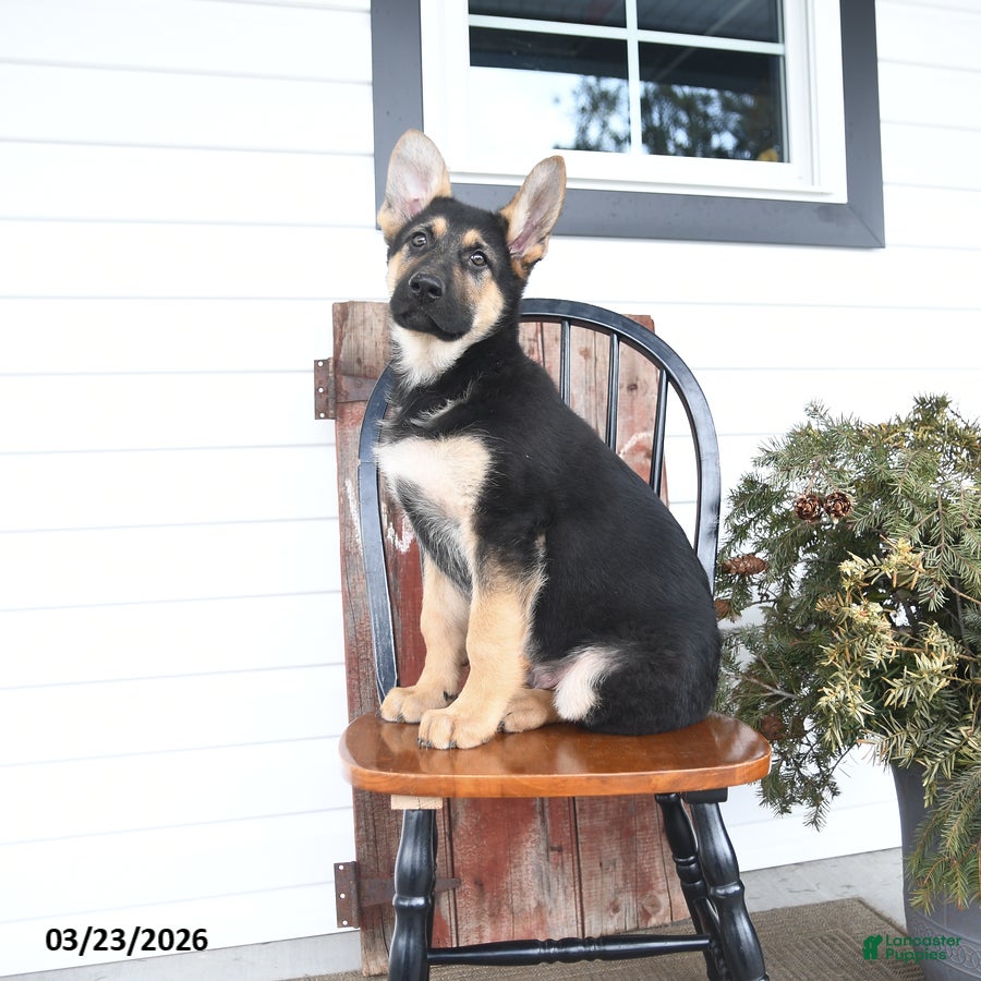 German Shepherd dogs Base  - Ad 2