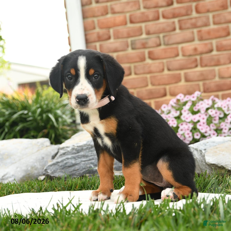 Greater Swiss Mountain Dog dogs Aspen - Ad 2