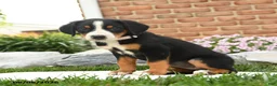 Greater Swiss Mountain Dog dogs for sale: Aspen - Ad 2