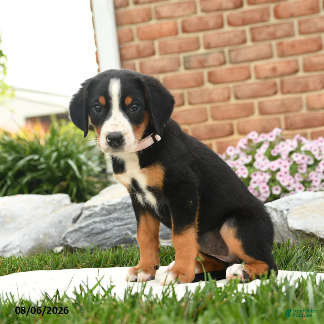 Greater Swiss Mountain Dog dogs for sale: Aspen - Ad 2