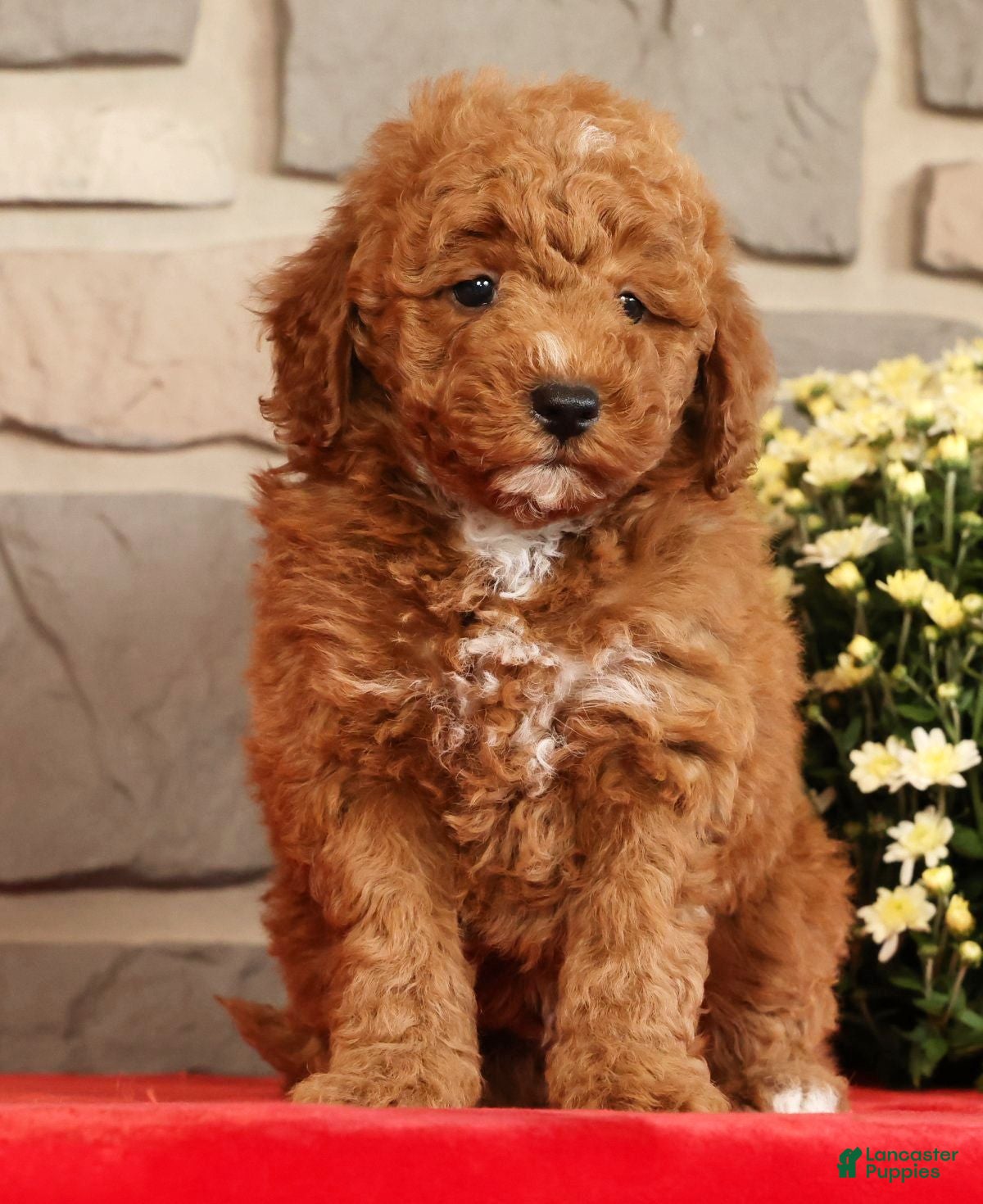 Mini Goldendoodle dogs Buster - Ad 1