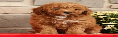 Buster