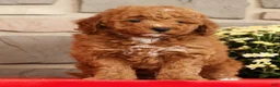 Mini Goldendoodle dogs for sale: Buster - Ad 1