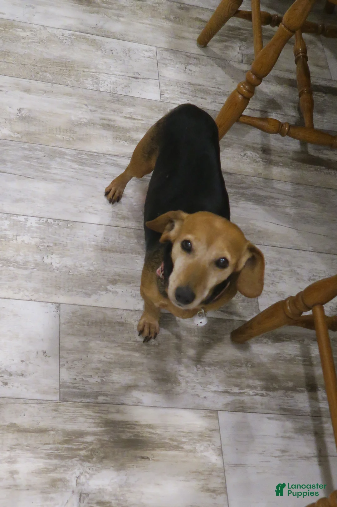 Mixed Breed dogs for sale: Mixed Breed dachshund - Ad 8