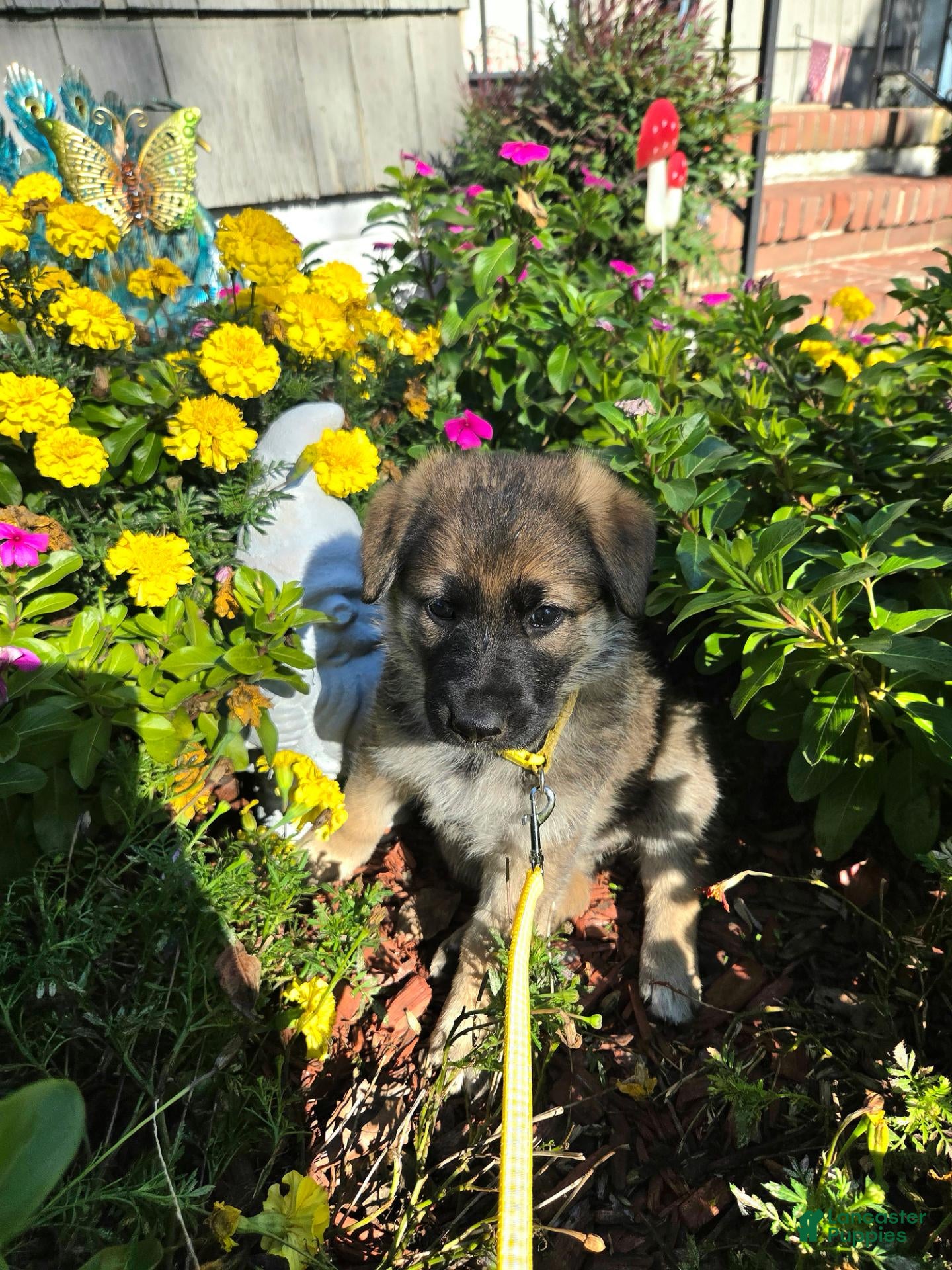German Shepherd dogs for sale: Dolly - Ad 2