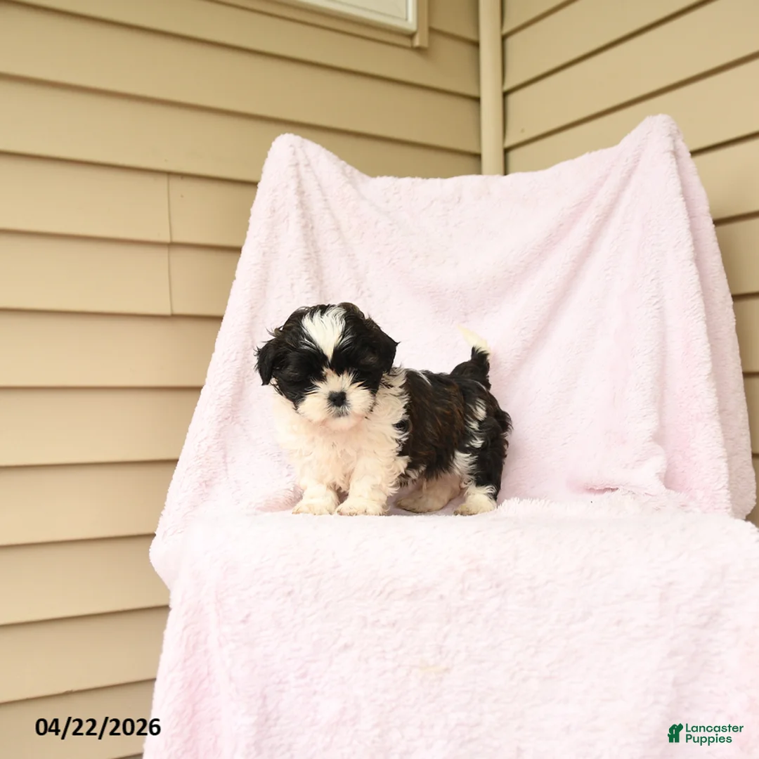 Bichpoo dogs for sale: Gus - Ad 1