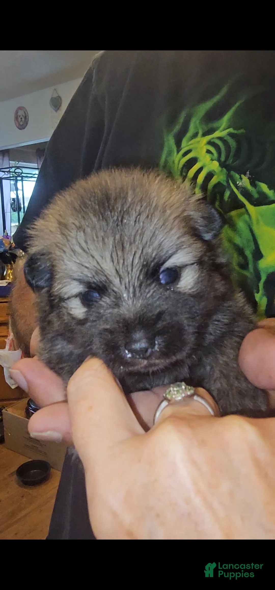 Pomeranian dogs for sale: Tank - Ad 1