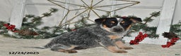 Australian Cattle Dog dogs for sale: Roscoe - Ad 2