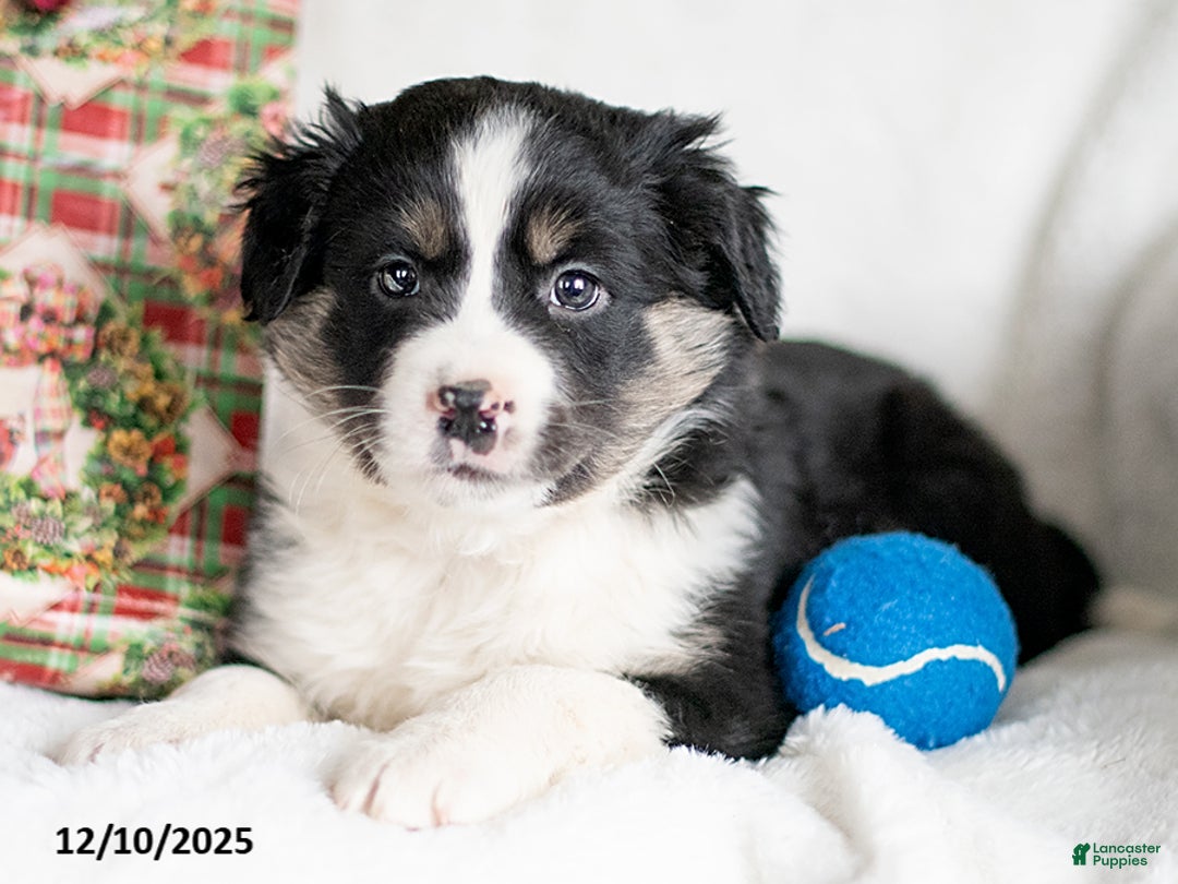 Mixed Breed dogs for sale: Decke - Ad 3