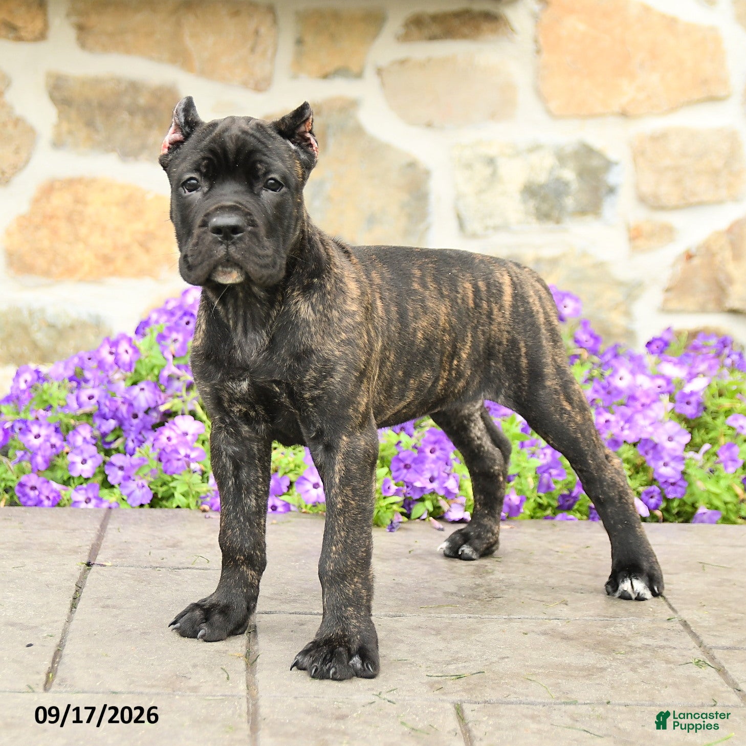Cane Corso dogs Coda  - Ad 2