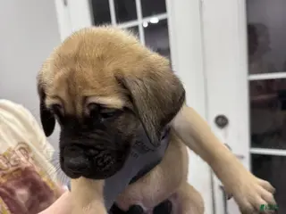 English Mastiff dogs English Mastiff Puppy 7 - Ad 22