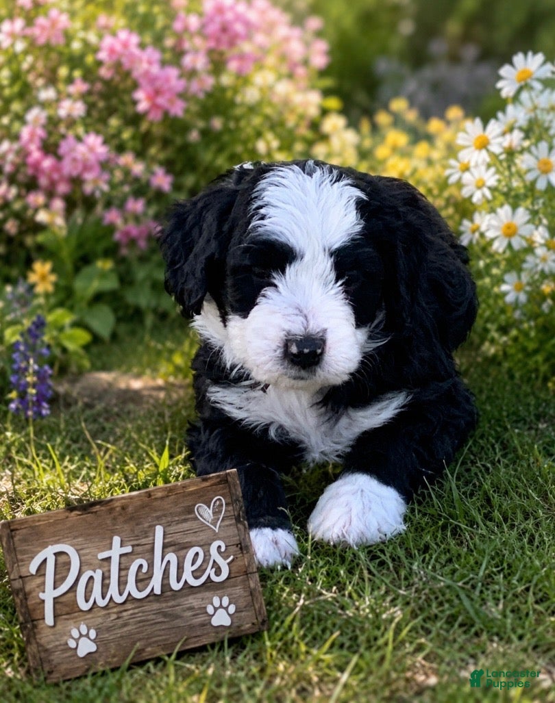 Bernedoodle dogs Patches - Ad 18