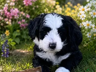 Bernedoodle dogs Patches - Ad 18