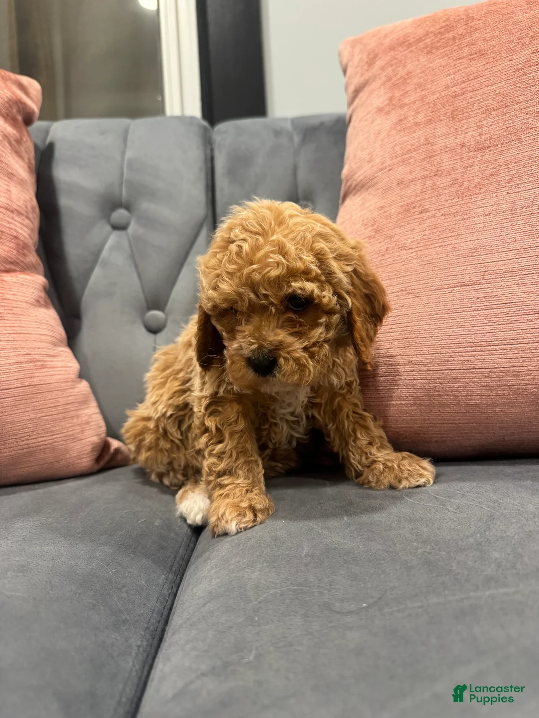 Cavapoo dogs for sale: Kali - Ad 5