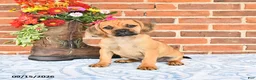 Puggle dogs for sale: Simpkins - Ad 5