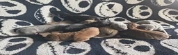 Great Dane dogs for sale: Dove  - Ad 2