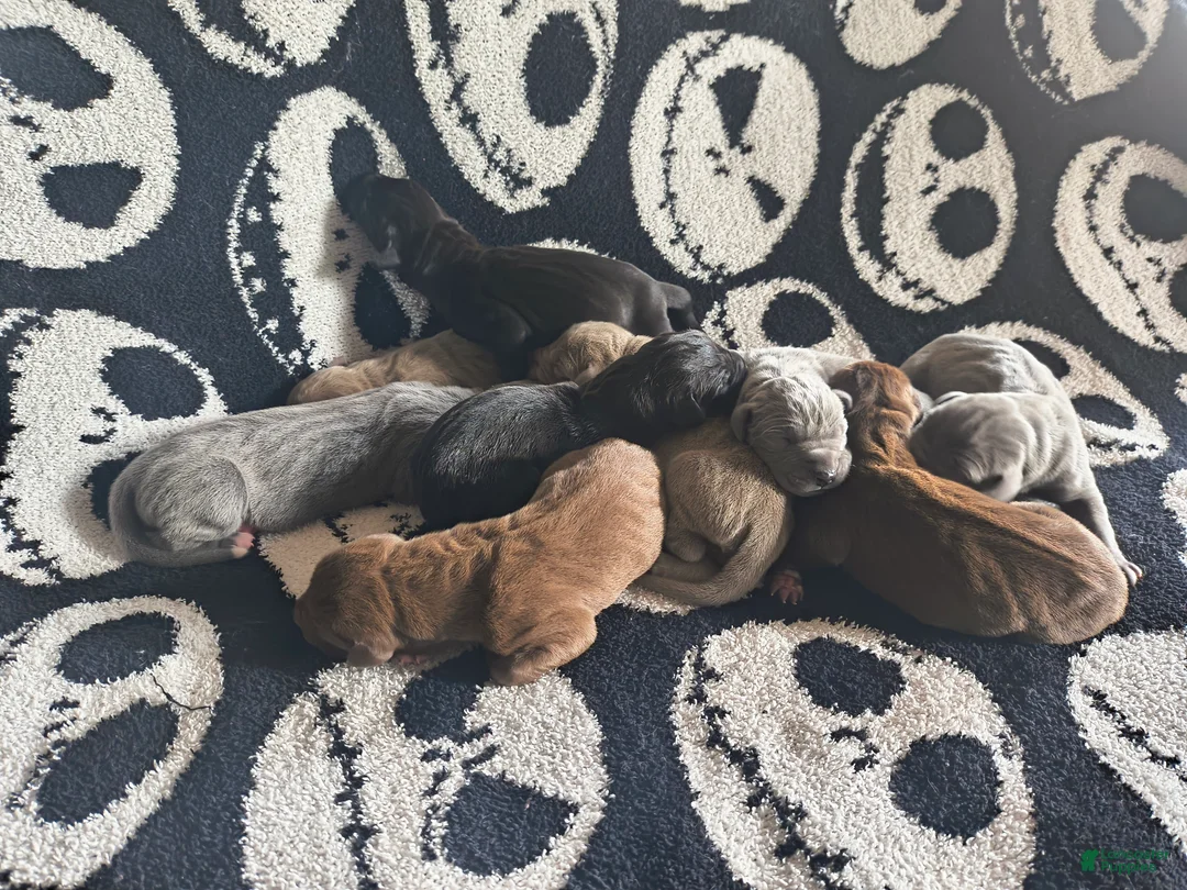 Great Dane dogs for sale: Dove  - Ad 2