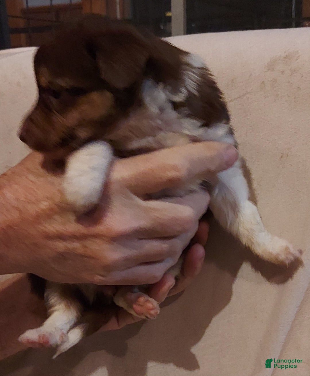 Toy Australian Shepherd dogs for sale: ROXIE - Ad 2